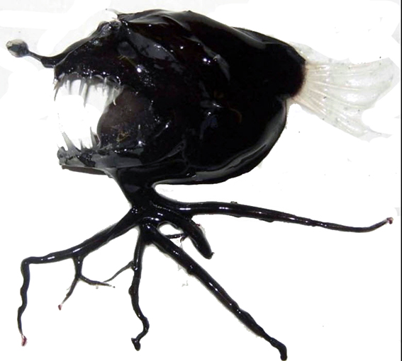 Linophryne brevibarbata_02.jpg